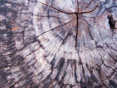 Old stump Texture of wood