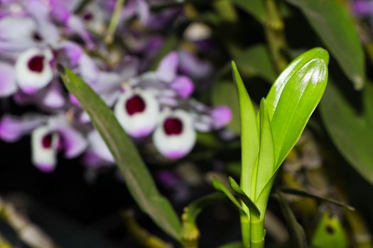 Emerging Noble Dendrobium Orchid Leaf Stems (Dendrobium nobile)