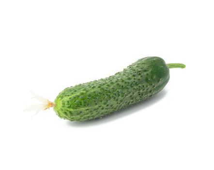 green oblong cucumber isolated on white background