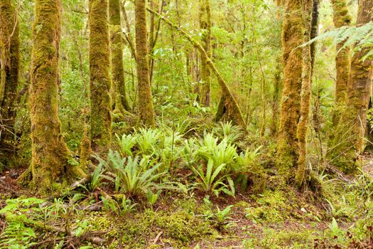 Lush green NZ fern tree rainforest wilderness