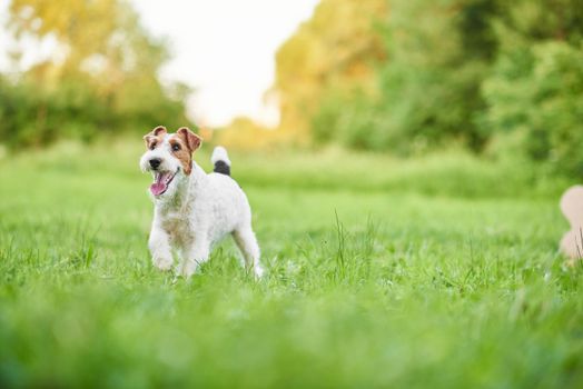 Adorable fox terrier puppy running happily in the grass at the park copyspace freedom happiness vitality positivity pets animals health concept.