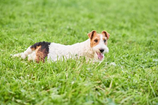 Adorable fox terrier lying in the grass at the local park looking happily to the camera animals pets relaxation peaceful harmony concept.