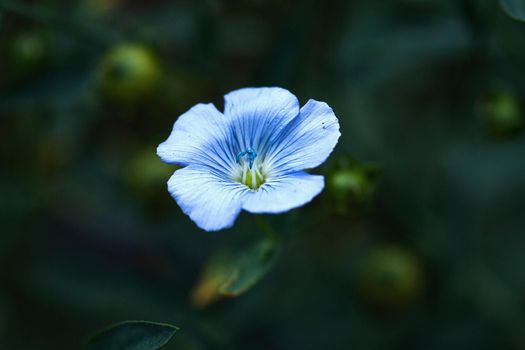 Blue flax flower in the evening, linseed flax bloom, Linum usitatissimum