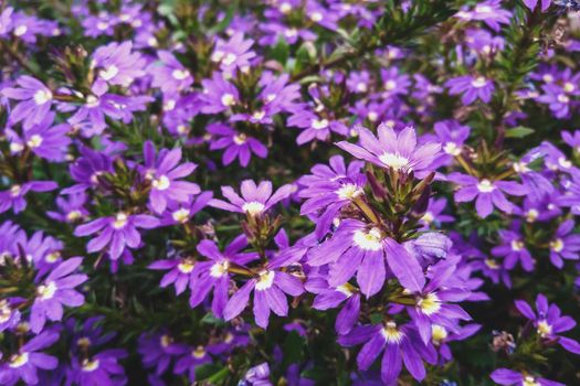 Fairy Fan-flower purple flowers in the garden, Scaevola aemula in bloom