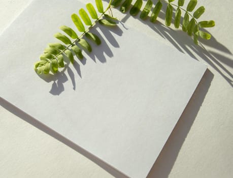 Sunlight and shadow from a green plant twigs with leaves on a white background, reflection on white paper, a copy of the space