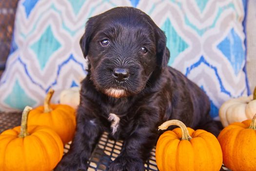 Black golden retriever puppy surrounded by orange fall tiny pumpkins