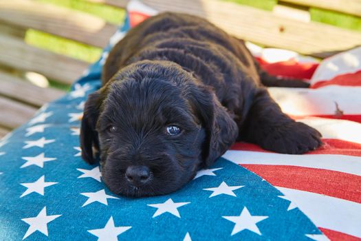 Adorable dark golden retriever resting on american flag pillow