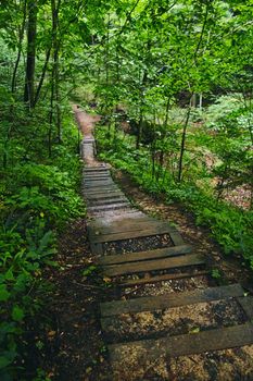 Scenic path through the woods of boardwalk leading down stairs
