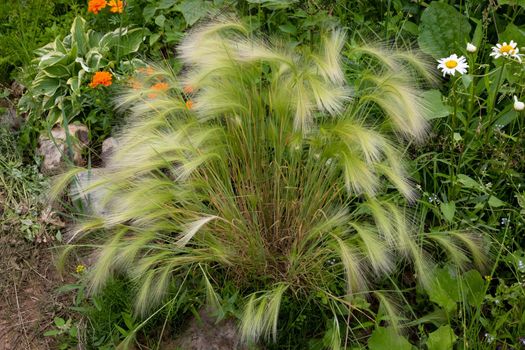 Decorative maned barley grows on a flower bed in the garden