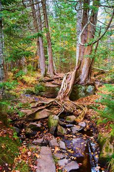 Twin combined trees with tree roots exposed that lead to small creek full of large stones