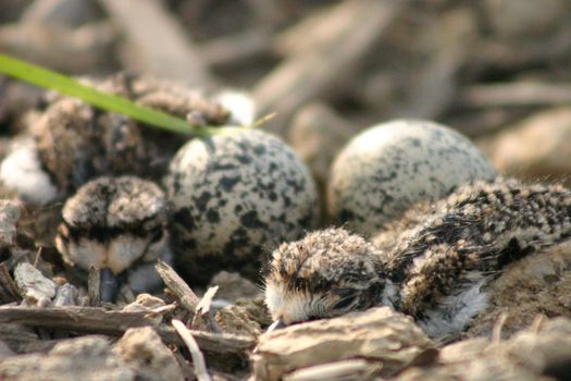 Two newly hatched baby birds find their way around a nest with two eggs remaining