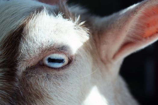 Partial portrait of a white and brown goat showing one eye and one ear