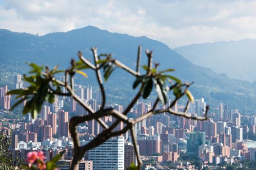 Weird tree in the foreground of Bogota Colombia cityscape