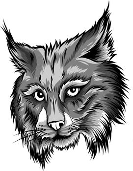 Eurasian lynx isolated vector illustration. Vector hand drawn wild animal sketch icon.