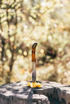 Knife stabbed in the yellow leaves and old stump