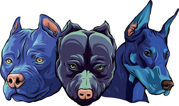 Heads of dogs pitbull dobermann bulldog vector