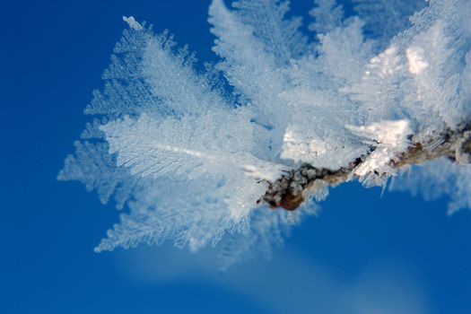 Close-up of translucent frost in intricate leaf shapes cover a tree branch