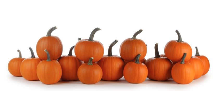 Pumpkins in a row isolated on white