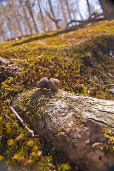 Two acorns rest on a log emerging from a yellowing meadow