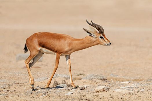 Arabian mountain gazelle in natural habitat