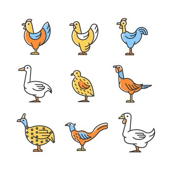 Domesticated birds RGB color icons set
