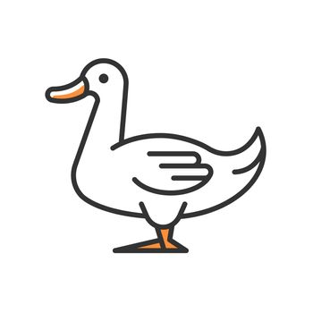 Domestic duck RGB color icon