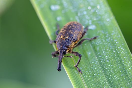 insect beetle Black Vine Weevil - Otiorhynchus sulcatus, Czech Wildlife