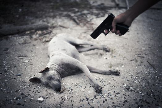 Bad human aim to dog and to kill with hand gun. Animal kill and murder concept, Criminal nad outlaw concept, Dark tone and vignette