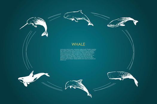 Whale - different types - dolphin, sperm and killer whale vector concept set