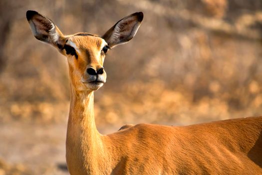 Impala, Chobe National Park, Botswana