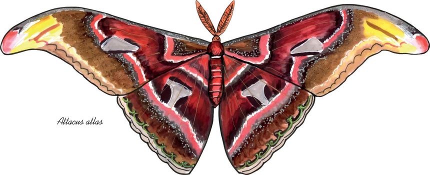 Atlas Moth, big butterly with it's latin name. Live trace of marker sketch