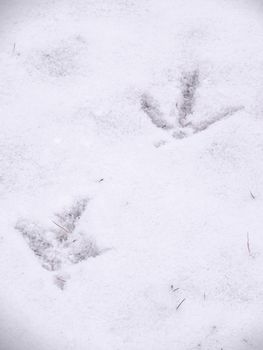 A closeup view of animal footprints or tracks belonging to a chicken or rooster in fresh white snow blanketing the ground in Wisconsin in winter season.