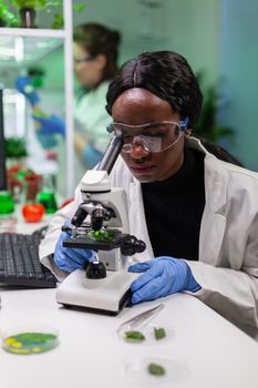 African biologist researcher analyzing gmo green leaf