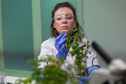 Botanist researcher woman examining green sapling observing genetic mutation