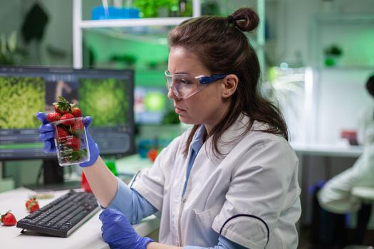 Biologist researcher looking at organic strawberry examining fruits