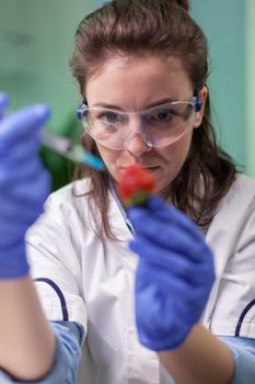 Closeup of biochemist researcher injecting healthy strawberry with dna liquid