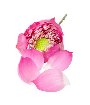 beautiful pink petal lotus flower isolated on white background.