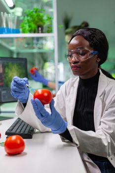 African biochemist with medical gloves injecting organic tomato with pesticides