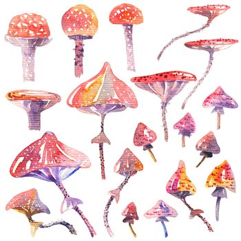 Hand-drawn watercolor mushrooms- painting on white background