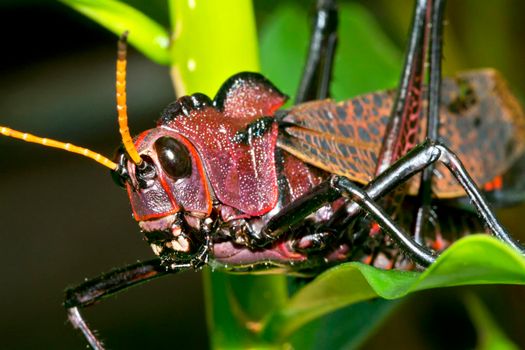 Tropical Grasshopper, Tropical Rainforest, Costa Rica