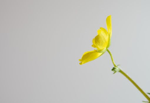 Yellow flower of small caltrops weed isolated on gray background