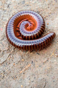 Millipede curled up in a circle