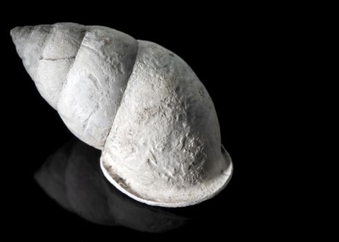 Fossil of Land snail shell