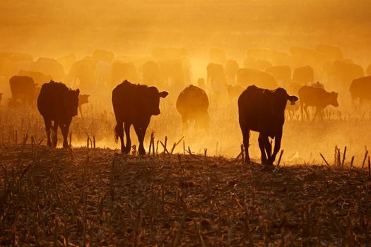 Cattle in dust at sunset