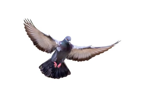 Image of pigeon flying isolated on white background., Bird, Animals.