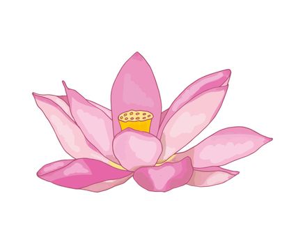 Pink lotus painted with a brush, blooming on a white background. Icon, vector image isolated on a white background
