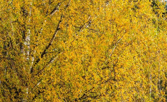 Autumn background of bright yellow leaves on birch branches
