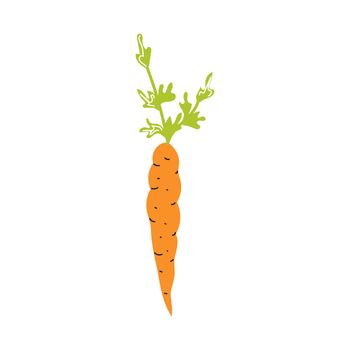 Fresh carrot on a white background. Vector flat image