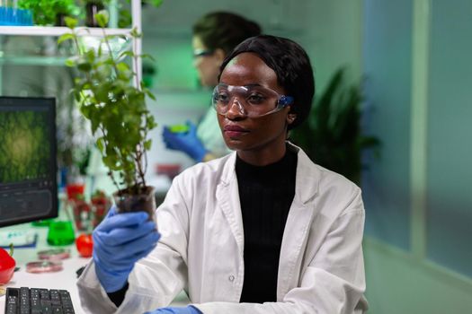 African american biologist researcher holding genetically modified sapling
