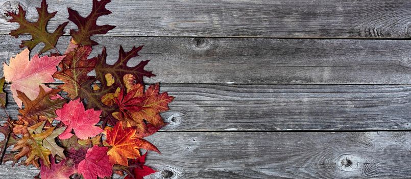 Colorful foliage leaves on naturally aged wood for the Autumn holiday season of Halloween or Thanksgiving background